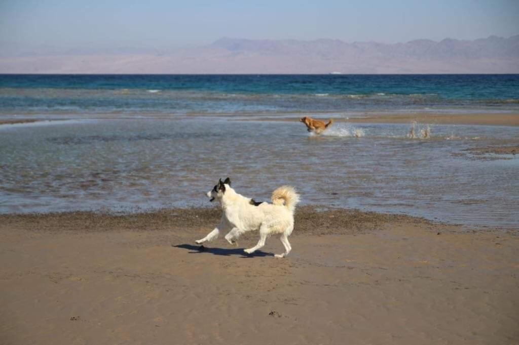 Hostel Sebaii Camp السباعى كامب شاطئ الترابين بجوار ويت بالس Nuweiba` Exteriér fotografie