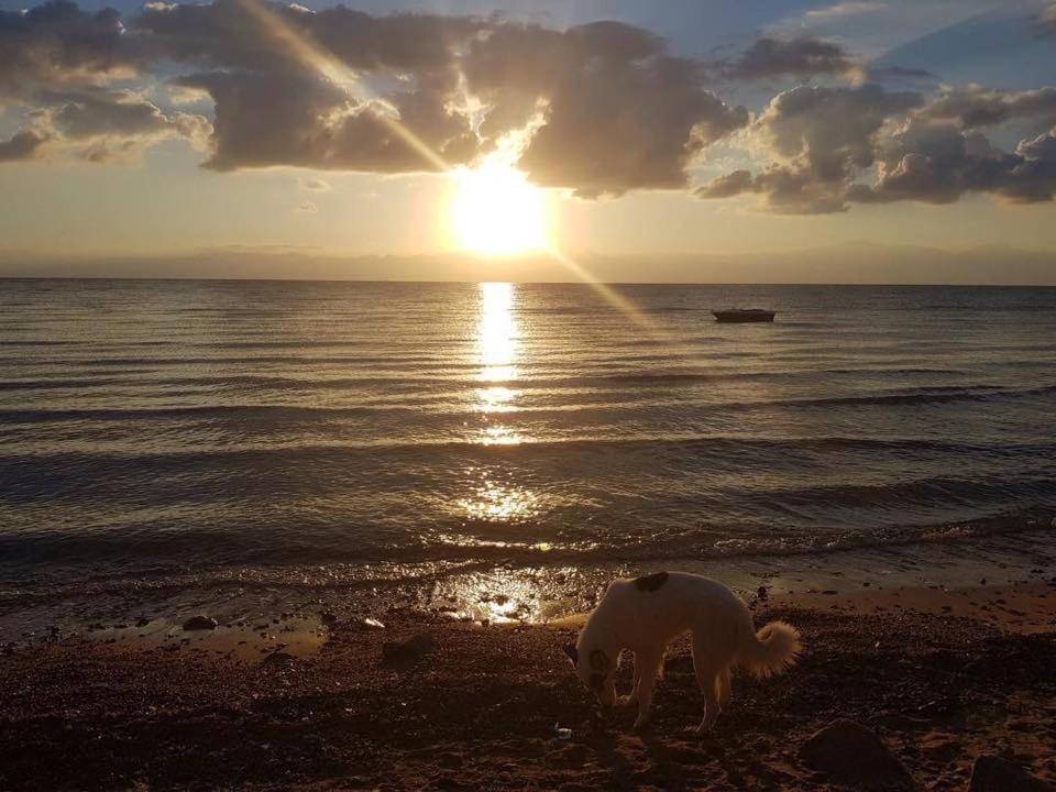 Hostel Sebaii Camp السباعى كامب شاطئ الترابين بجوار ويت بالس Nuweiba` Exteriér fotografie